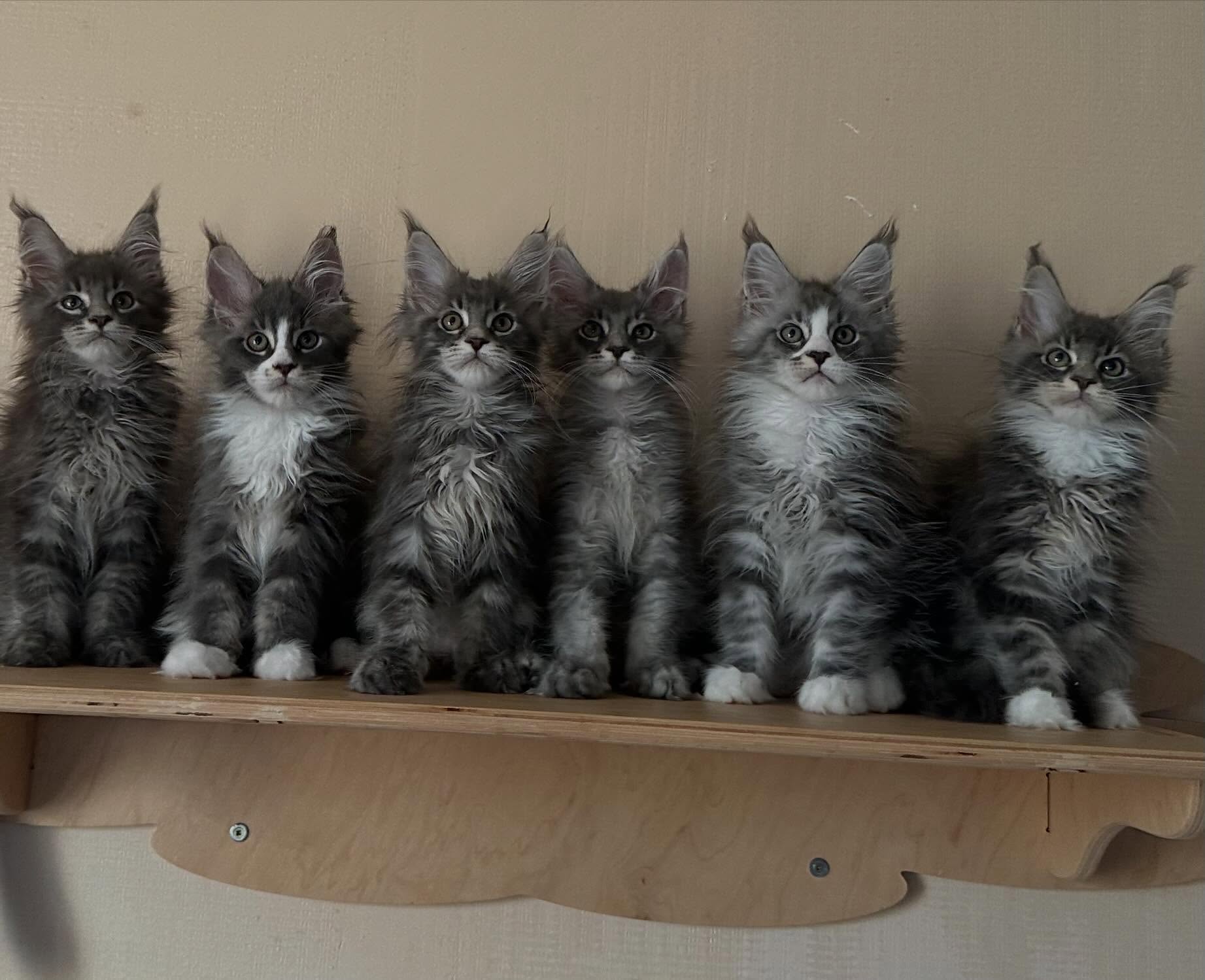 Maine Coon kittens raised in a home setting