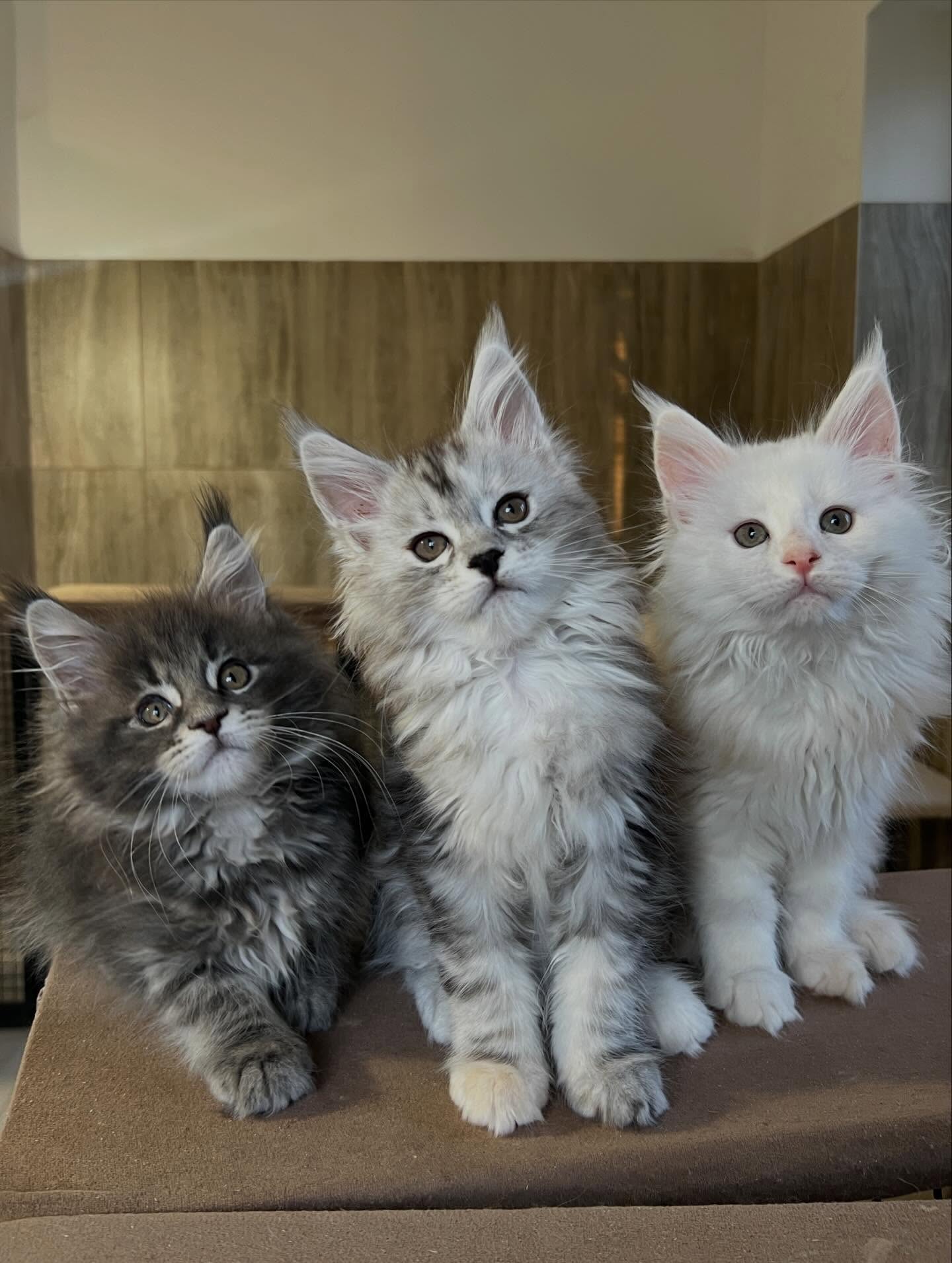 Maine Coon kitten showing classic breed presence