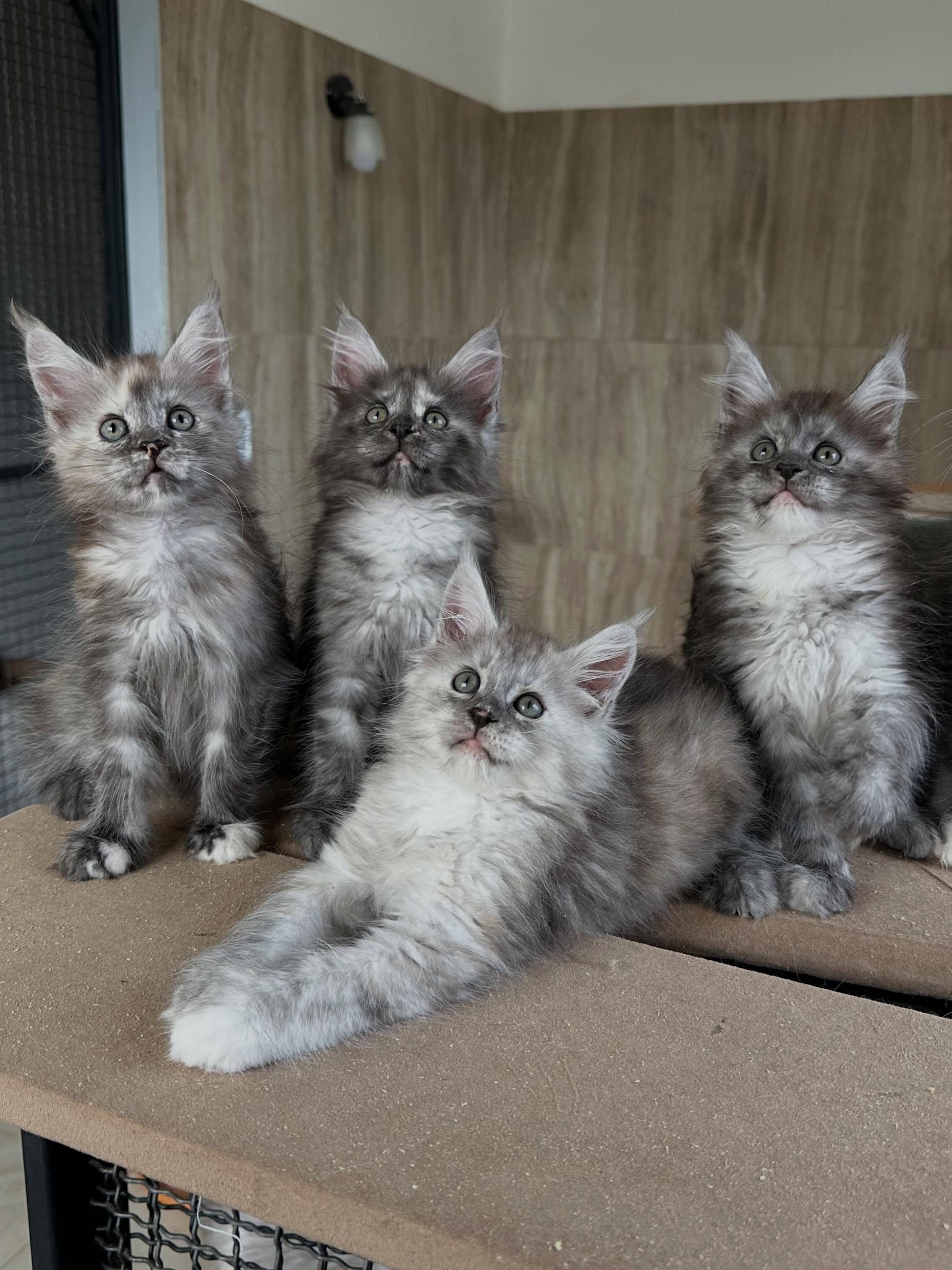 Maine Coon kitten ready for the reservation process