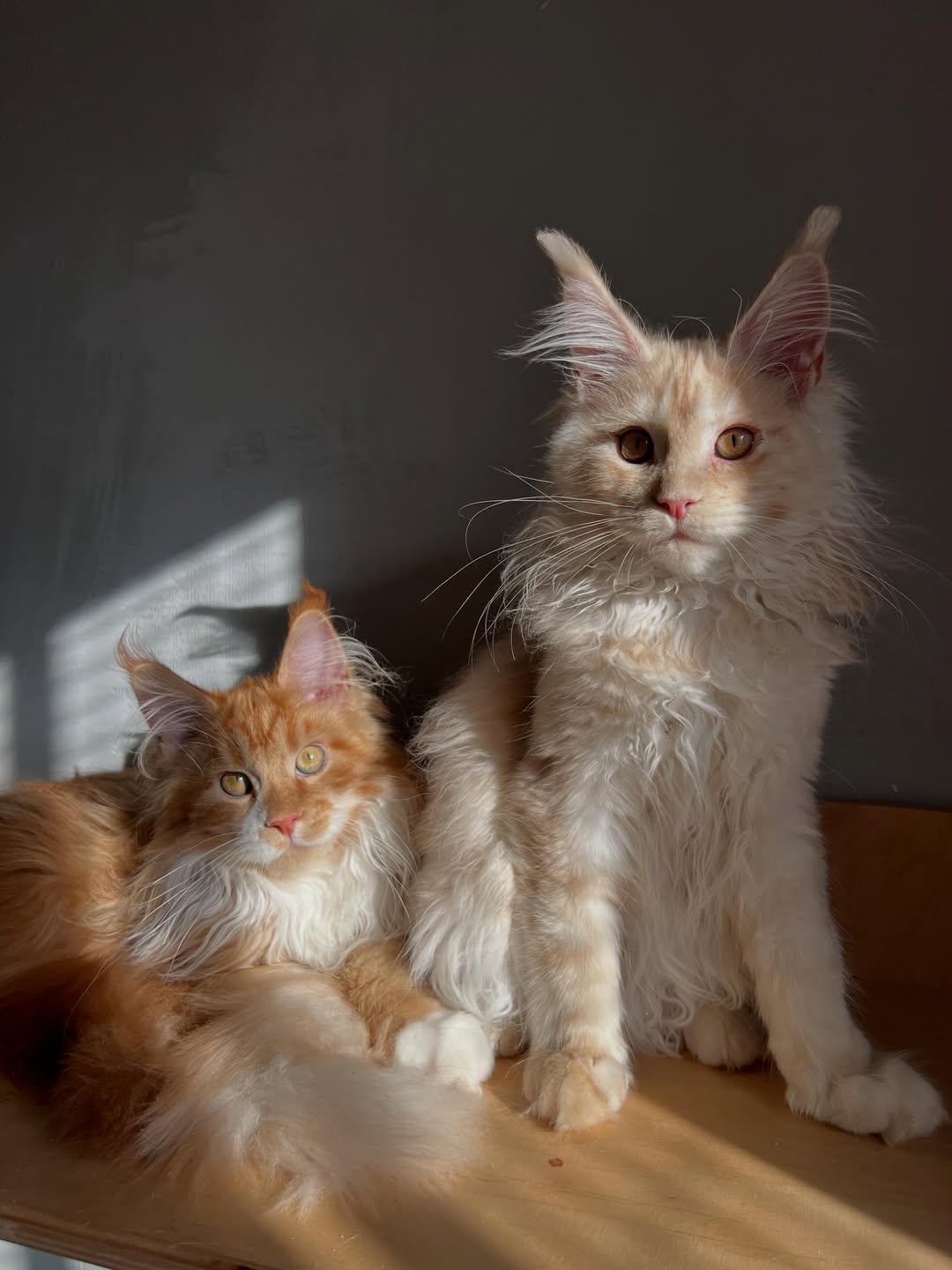 Maine Coon kitten prepared before leaving Maine Coon Hearts