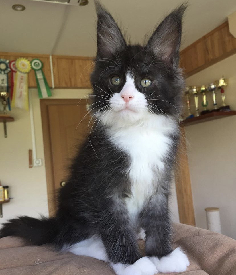 Amiri Maine Coon kitten