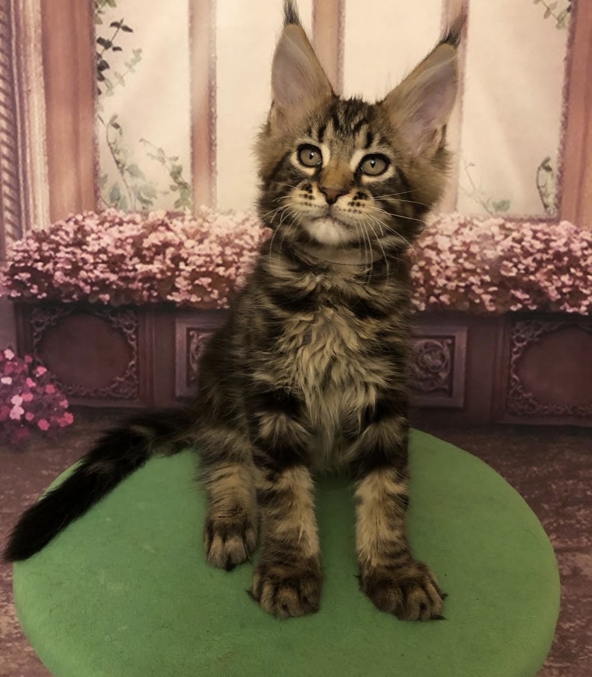 Ben Maine Coon kitten