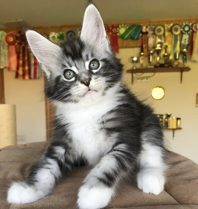 David Maine Coon kitten
