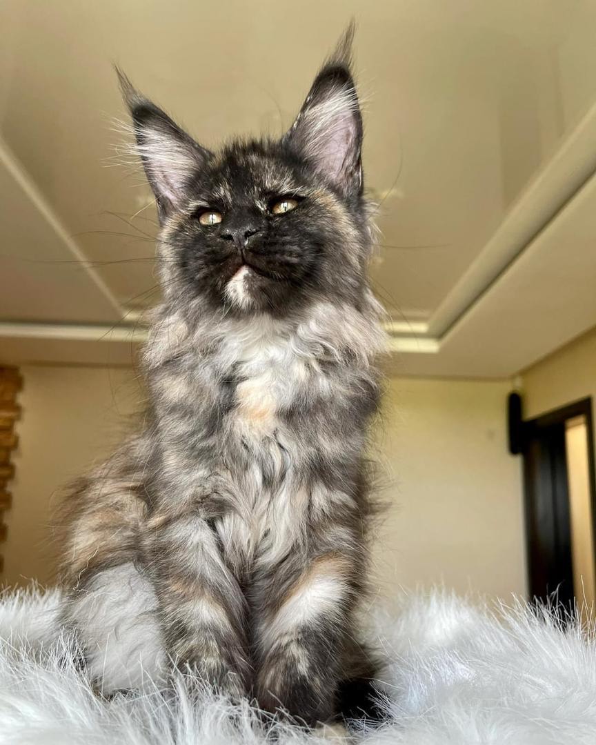 Duke Maine Coon kitten