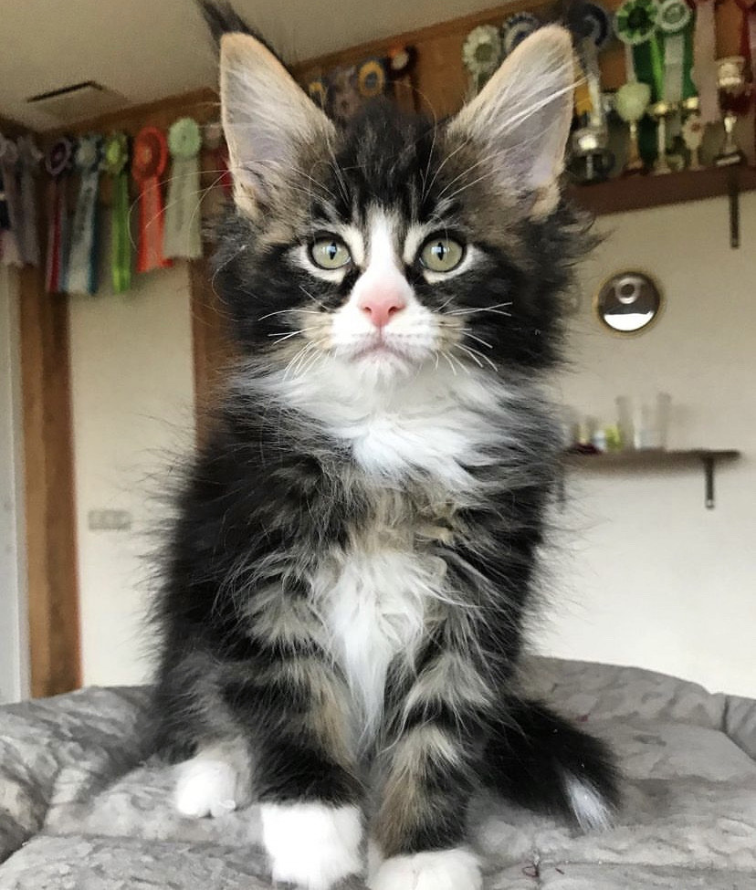 Gabi Maine Coon kitten