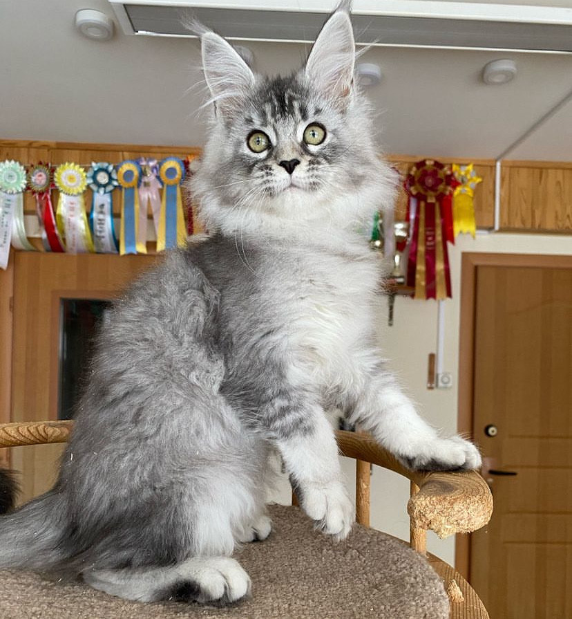 Gena Maine Coon kitten