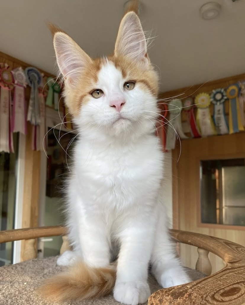 Harvey Maine Coon kitten