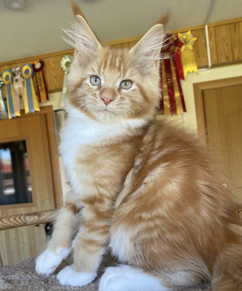 Isabel Maine Coon kitten