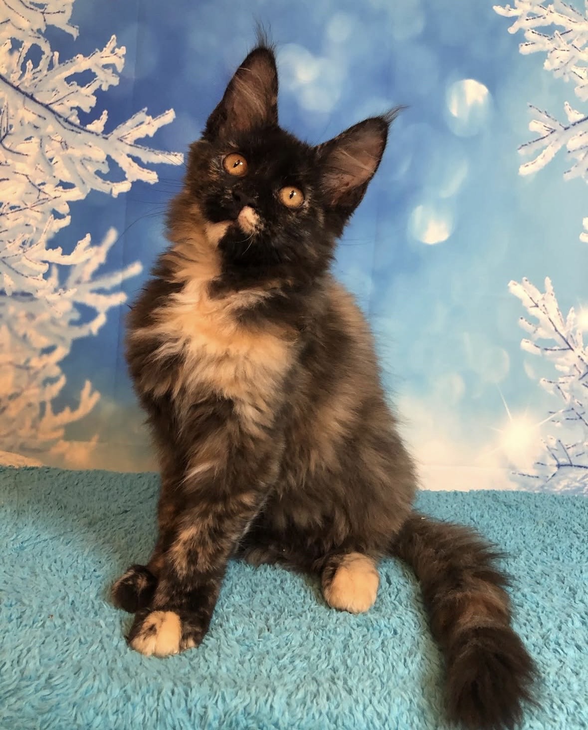 Jack Maine Coon kitten