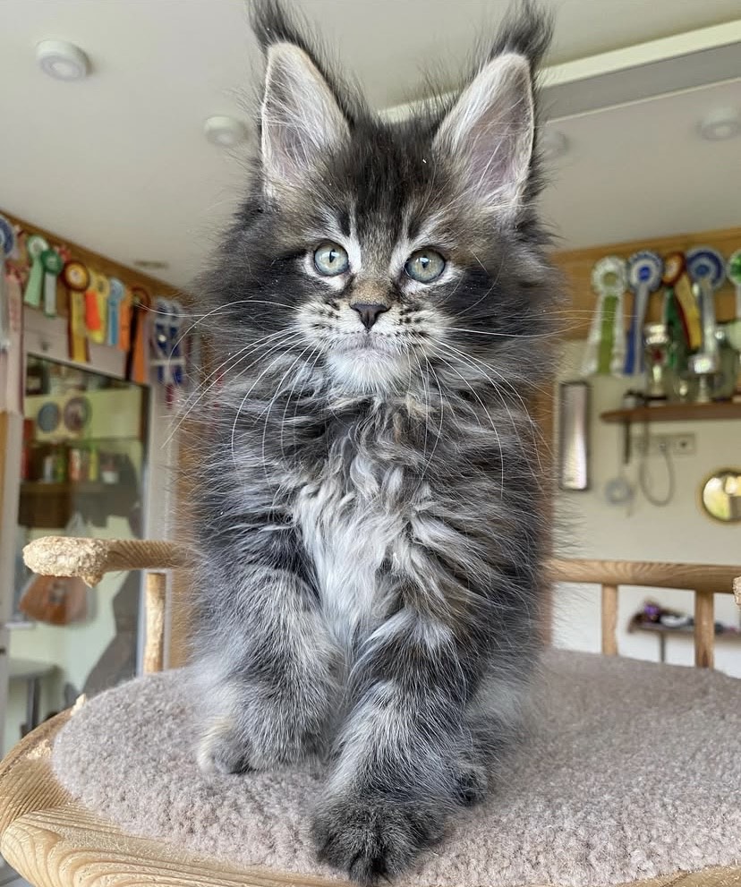 Jasmine Maine Coon kitten