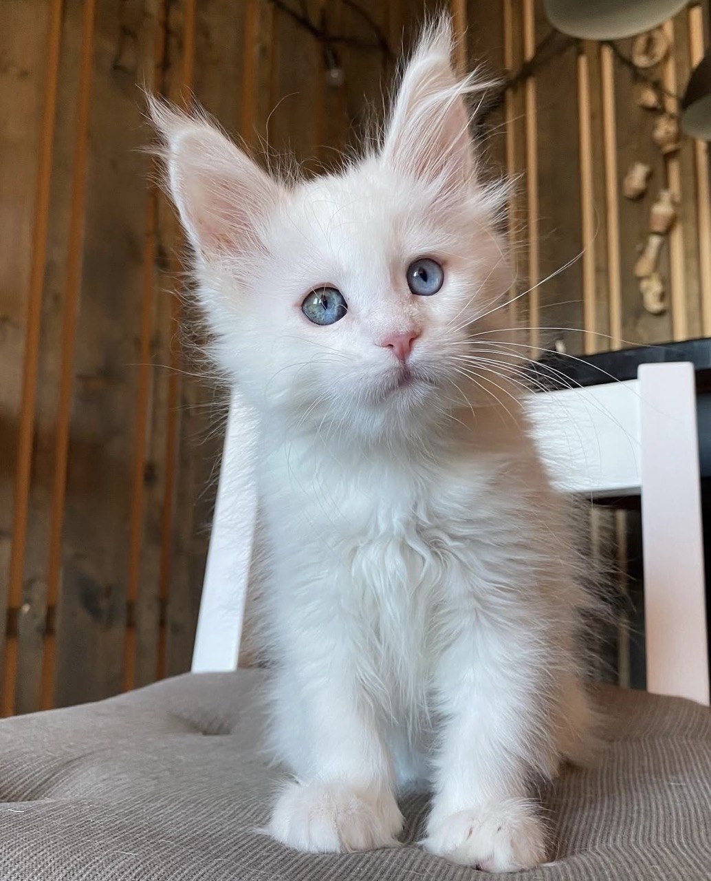 Mandy Maine Coon kitten