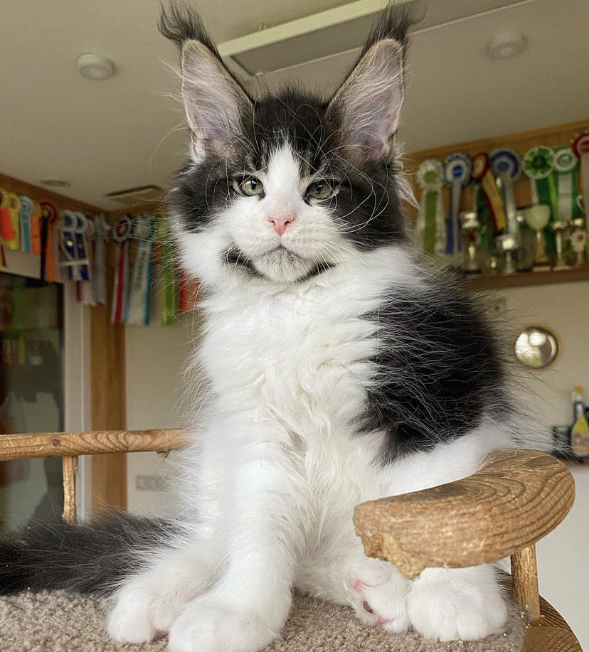 Megan Maine Coon kitten
