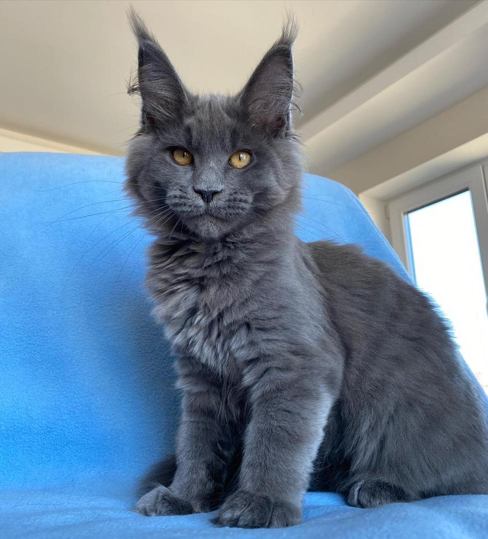 Peggy Maine Coon kitten