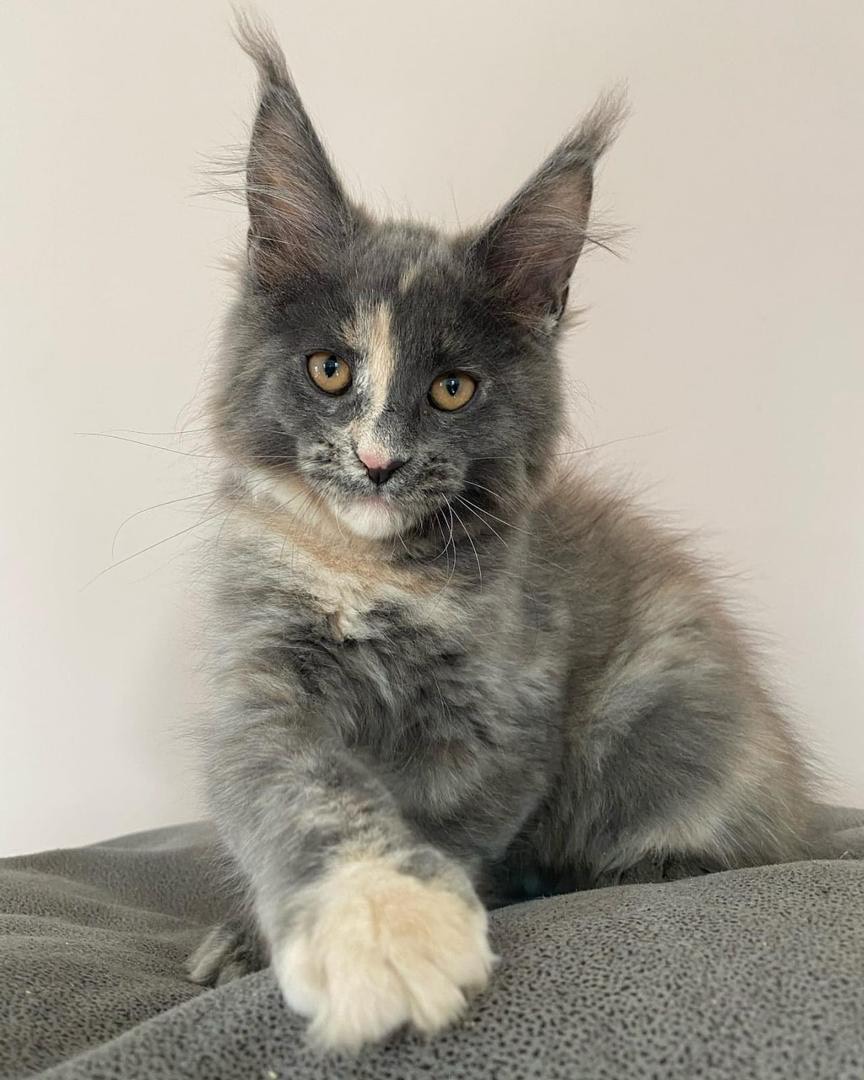 Randal Maine Coon kitten