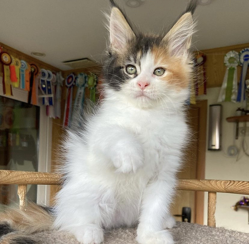 Rio Maine Coon kitten