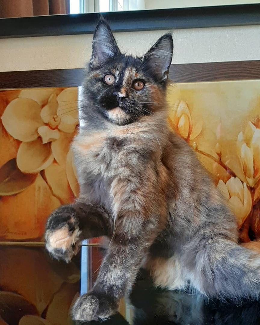 Tasha Maine Coon kitten
