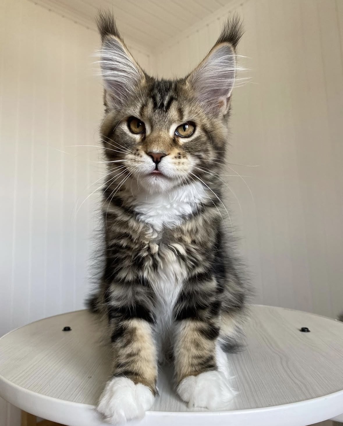 Trevor Maine Coon kitten